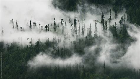 Foggy Mountain Forest By Stocksy Contributor Alexander Grabchilev