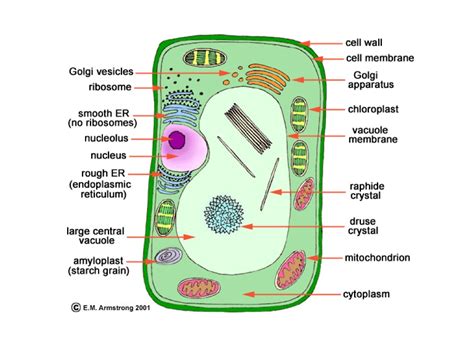 Showme A Real Plant Cell