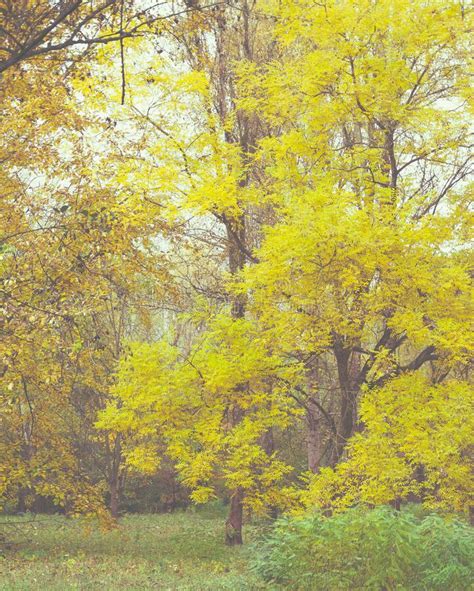 Yellowing Autumn Tree Leaves In The Forest Fall Season Turning Colors