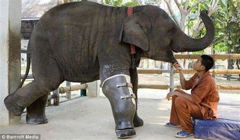 Mosha The Asian Elephant Is The First Elephant To Receive A Prosthetic