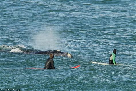 Giant Southern Right Whale Plays In The Swell With Surfers In Cape Town