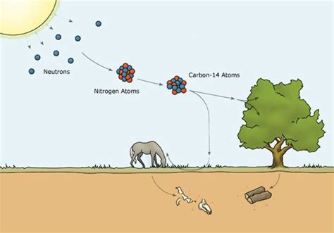 Carbon 14 Dating—understanding The Basics Answers In Genesis