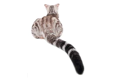 Cat Butts And How They Provide Crucial Info About Your Kitty S Health Catster