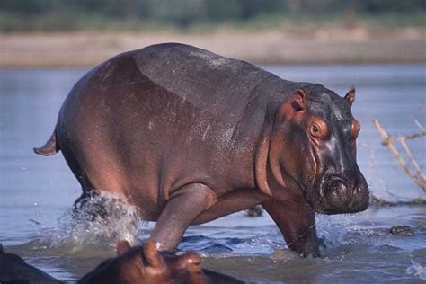 Worlds Largest Hippo Ucb