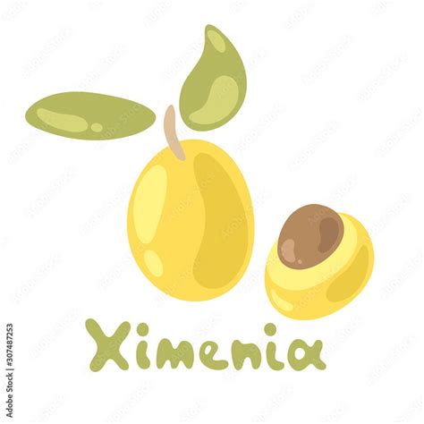 Cute Ximenia Isolated On The White Background Flat Style Vector
