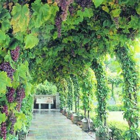 Best Ideas To Beautify Your Garden 11 Grape Trellis Evergreen Vines