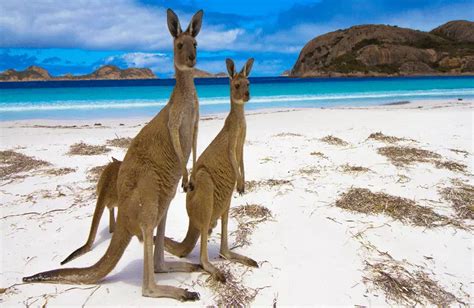 A Guide To Kangaroo Islands Stunning Natural Beauty