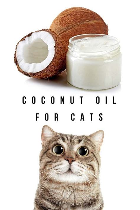 After the larvae ingested the lemongrass oil, their guts bursted open and they died, indicating that lemongrass oil is substantially lethal to. Coconut Oil For Cats: Is It Good For Them, And Is It Safe ...