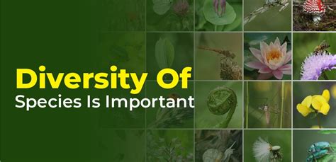 What Is The Meaning Of Species Diversity