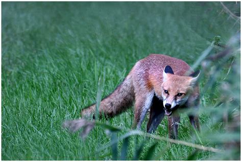 Sucessful Hunt Red Fox The Great Fen Guy Flickr