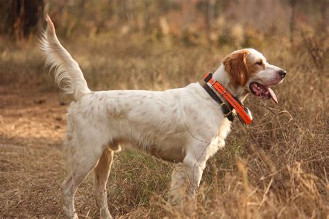 For everyone under the table. English Setters, the Endangered Species in England ...