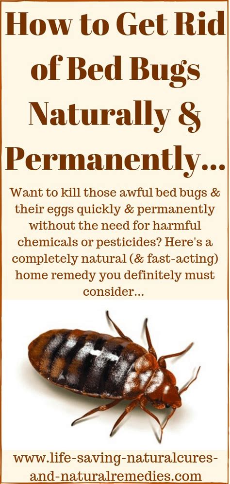 How To Get Rid Of Kill Bed Bugs Naturally And Permanently Rid Of