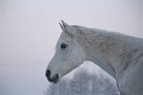 Free Images Snow Winter Fog Frost Stallion Mane Sculpture Mare
