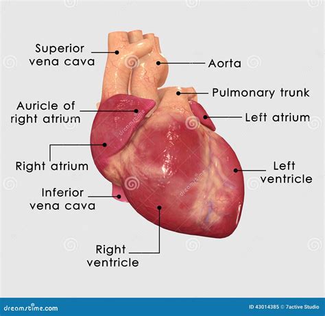 Human Heart Stock Illustration Illustration Of Biology 43014385