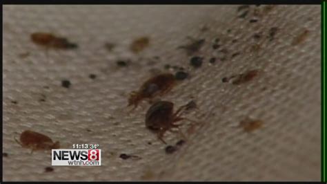 Bed Bug Infestations May Be On The Rise In Conn Youtube