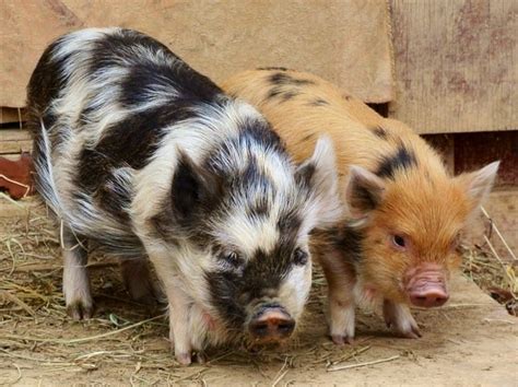 Another One Of Hamilton With His Buddy Before He Left Nc Kunekune