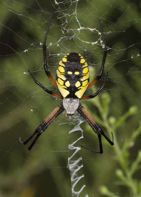 Maryland Biodiversity Project Yellow Garden Spider Argiope Aurantia