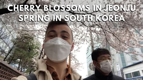 Stop And Smell The Cherry Blossoms In Jeonju Spring In Korea Vlog