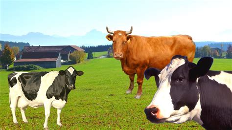 Sonidos De Vaca Vacas Mugiendovacas Em La Granja🐄🐃 Youtube