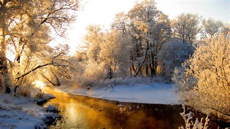 Golden Winter Scene Nature