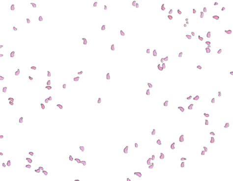 Petals Png Isolated Image Png Mart