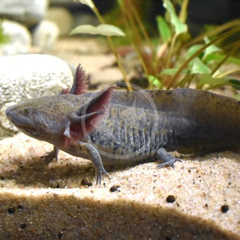 Axolotl Ambystoma Mexicanum Is A Salamander From The Molsalamanders