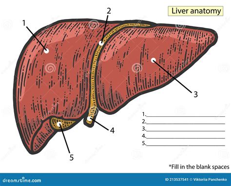 Anatomical Atlas Structure Of The Liver Fill In The Blank Spaces