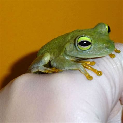 Emerald Eye Tree Frogs