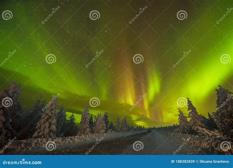 Northern Lights Aurora Borealis Over Snow Covered Forest Beautiful