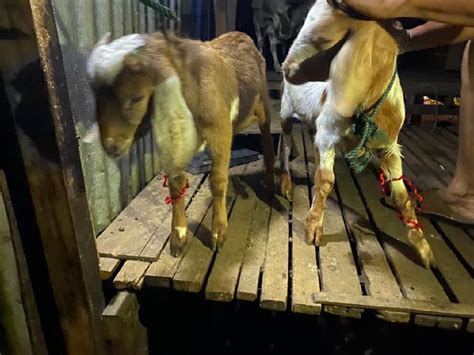 Chinese woman kill chickensubscribe for more Chinese Woman Killing A Goat : Some Immigrants In New York ...