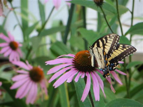 Wild Butterfly On Wild Flower Chanda Cowger Flickr