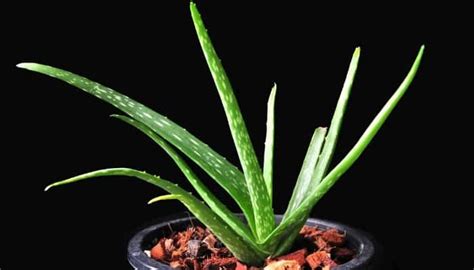 Planting Aloe Without Roots Complete Guide For Success