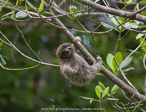 Pygmy Three Toed Sloth Stock Photo Minden Pictures