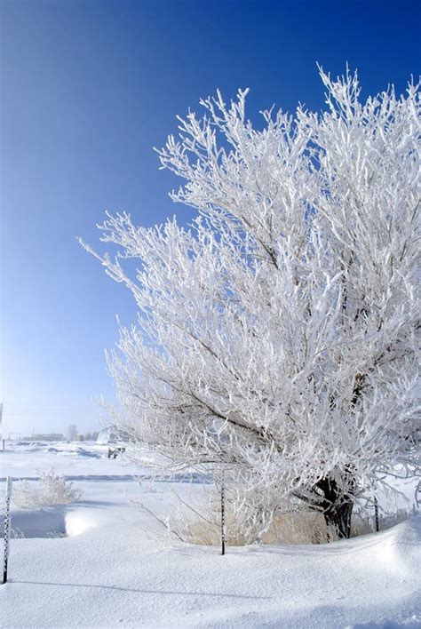 Winter Day Frosty Tree Blue Sky Stock Photo Image Of Bush Frosty