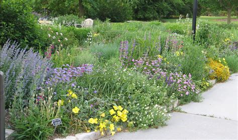 Incorporating Native Plants In The Landscape