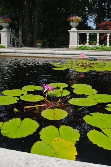 Wife Mother Gardener Waterlily Pool At Stan Hywet Hall And Gardens