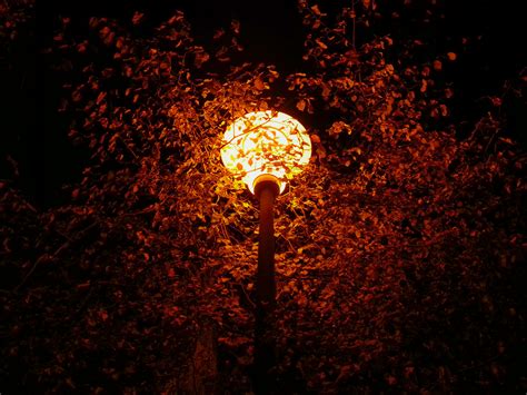 무료 이미지 밤 햇빛 빛나는 것 칸델라 반사 어둠 조명 이파리 가을 색 가을의 단풍 가을 잎