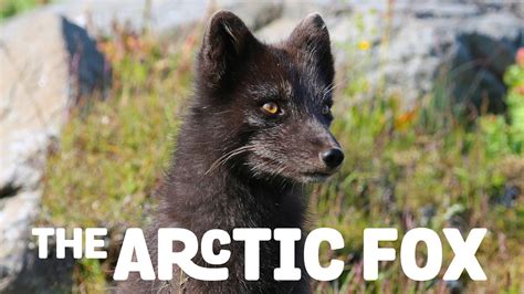 Arctic Fox Kanopy