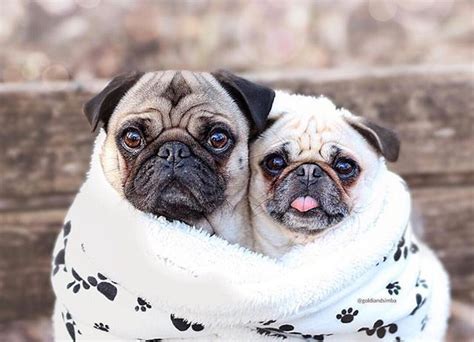 Snug As Two Pugs In A Rug Photo By Goldiandsimba Want To Be Featured
