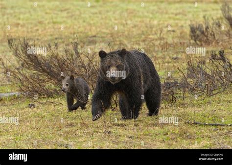 Cute Grizzly Cub Hi Res Stock Photography And Images Alamy