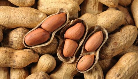 Chinese Demand For Peanuts Boosts Senegals Economy