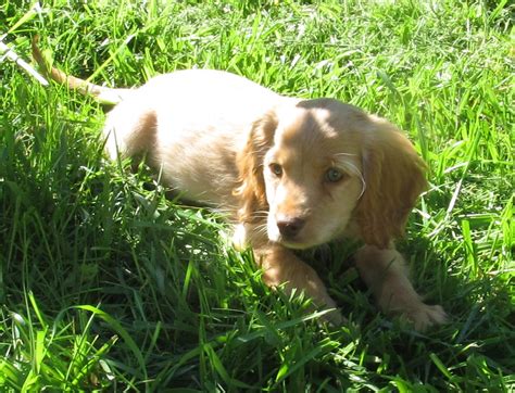 Use the search tool below and browse adoptable golden. Miniature Golden Retriever Puppies
