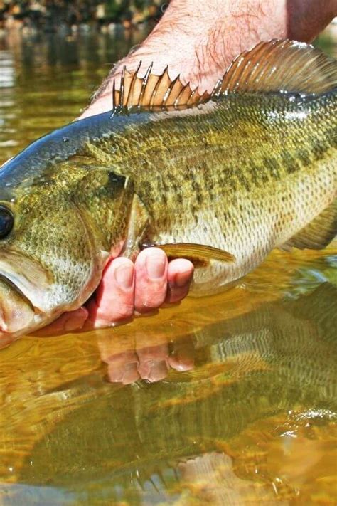 How To Hold A Largemouth Bass Dos And Donts When Holding Your Catch