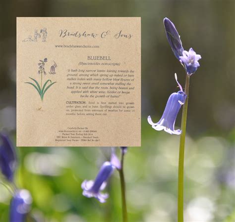 Bradshaw And Sons Bluebell Seeds Bradshaw And Sons