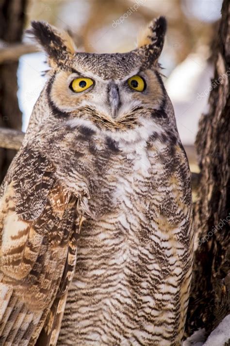 Great Horned Owl In Snow Covered Tree — Stock Photo © Terivirbickis