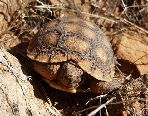 Desert Tortoise Zion National Park Utah Pinned By Haw