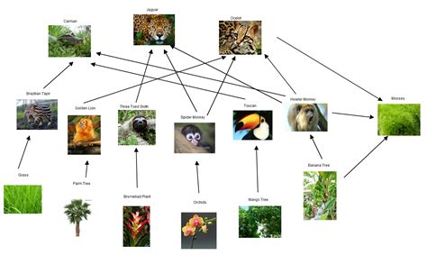 Food Web Rainforest Ecosystem