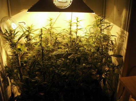 Comment Cultiver Du Cannabis En Espaces Réduits Blog Du Growshop Alchimia