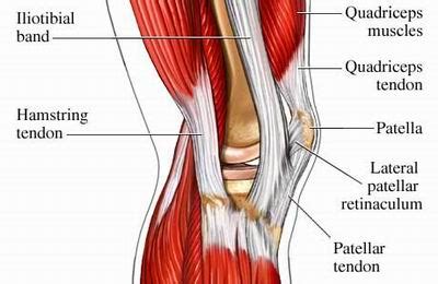 Mri anatomy and positioning series module 2: Muscles involved in knee motion - human anatomy organs