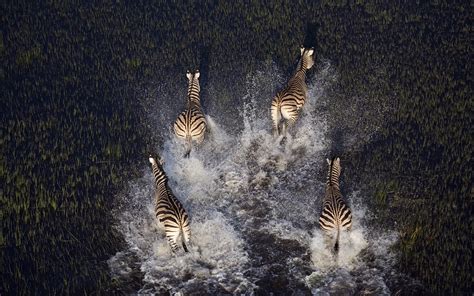 Four Zebras Photo Digital Wallpaper Animals Nature Zebras Birds